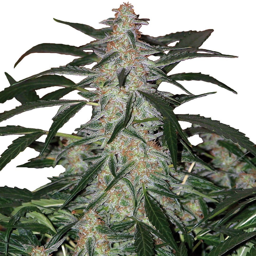 Deimos auto Seeds