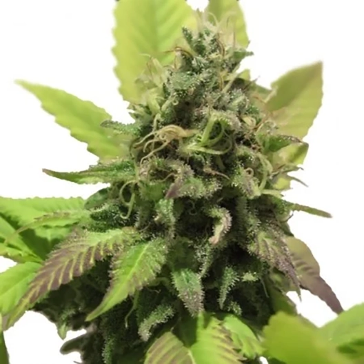 Afghani CBD Seeds