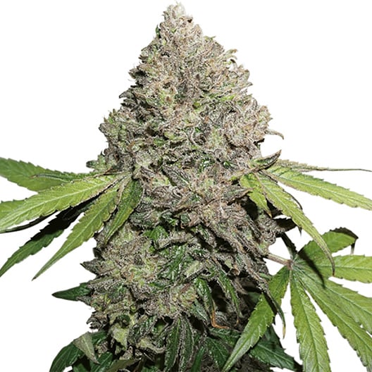 Aliens On Moonshine CBD Seeds