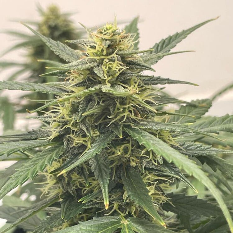 BCN Diesel CBD Seeds