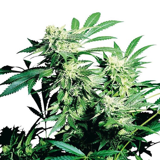 Blue Blood Auto Seeds