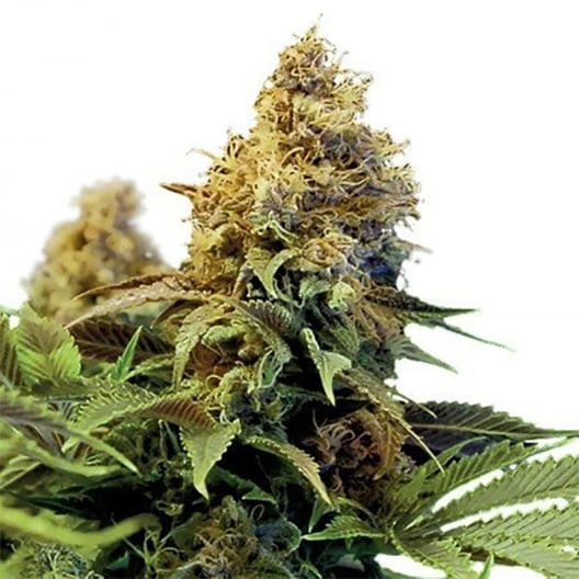 PH Haze CBD Seeds