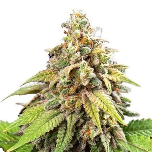 Stress Killer CBD Seeds