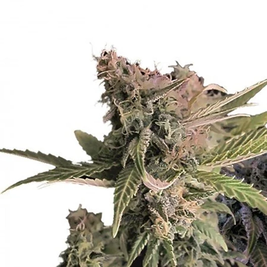 Sweet and Sour Widow CBD Seeds