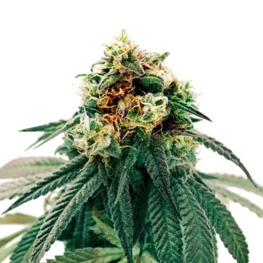 Dance World CBD Seeds