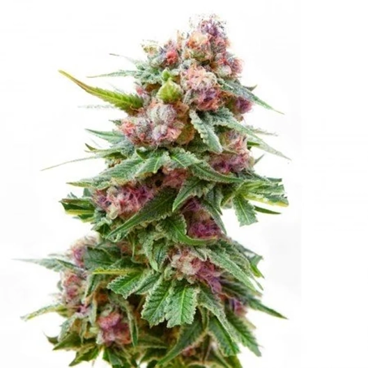 Dancehall CBD Seeds
