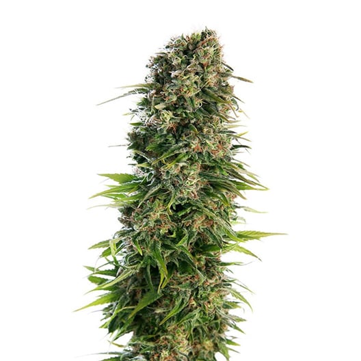 Digweed CBD Seeds