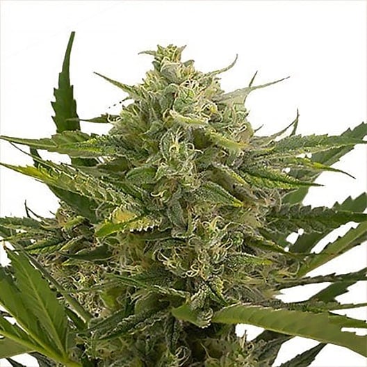 Divine CBD Seeds
