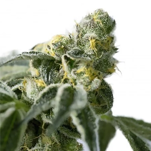 Harle-Tsu CBD Seeds