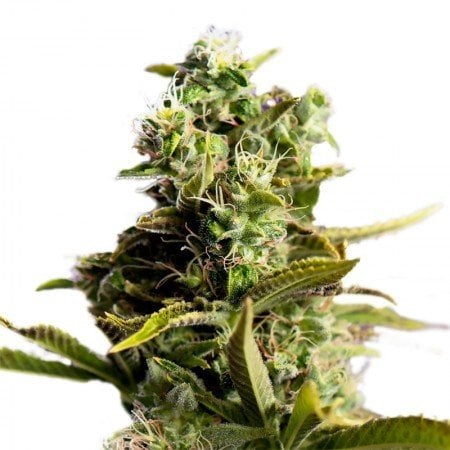 Painkiller XL CBD Seeds