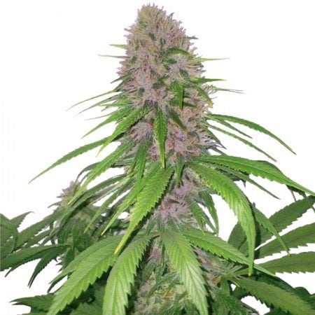 Royal Highness CBD Seeds