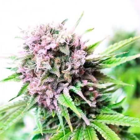 Royal Medic CBD Seeds