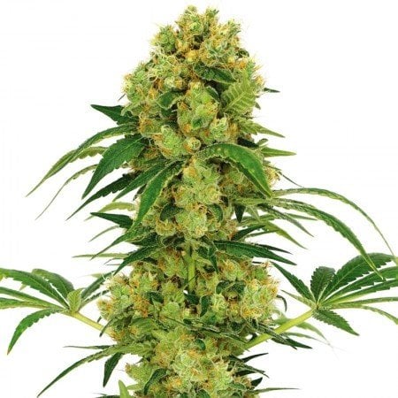 Stephen Hawking Kush CBD Seeds