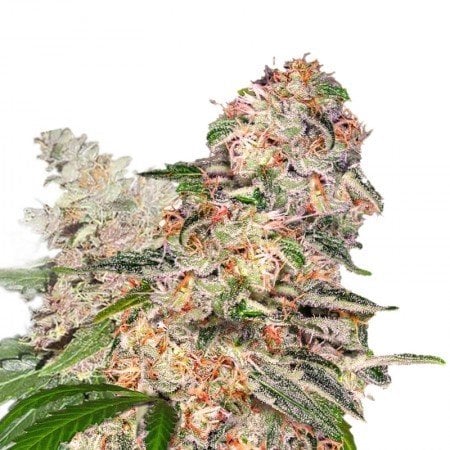 Valentine X CBD Seeds