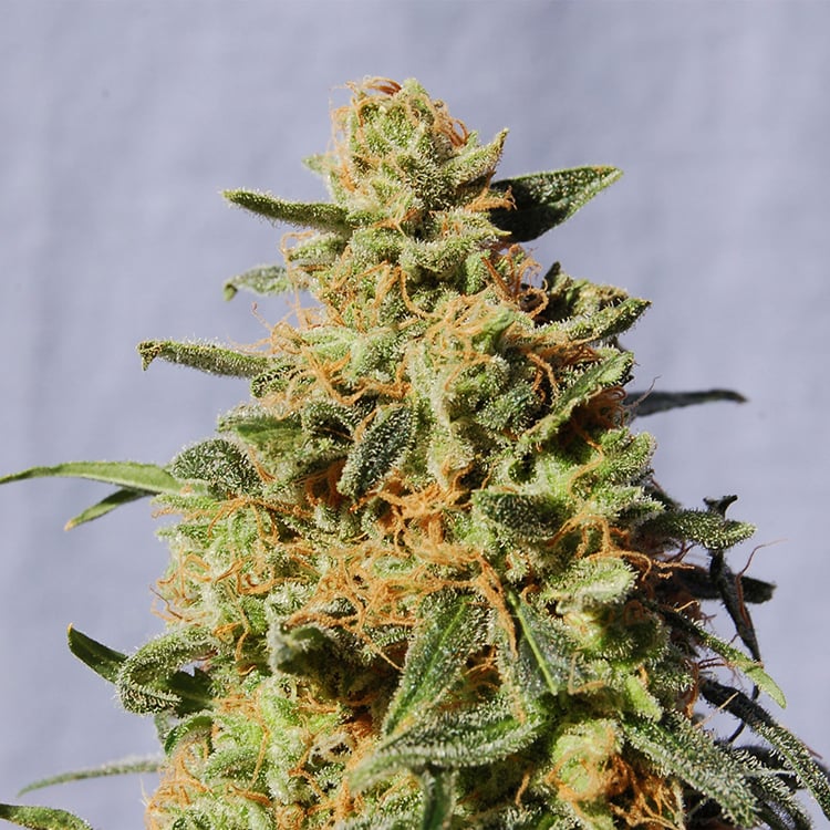 Afgoo Seeds