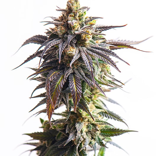 Afgooey Auto Seeds