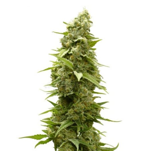 Batman OG Seeds