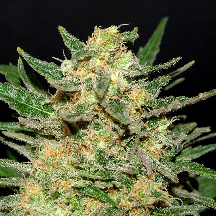 Berry White Seeds