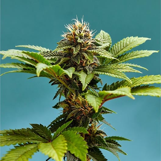 Blue Gushers Seeds