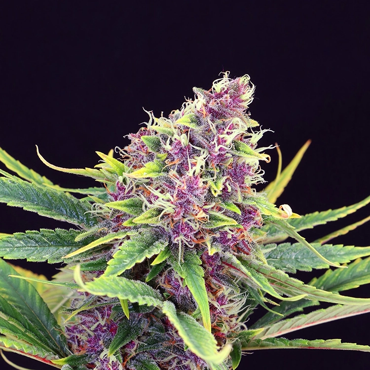 Blue Mango Auto Seeds