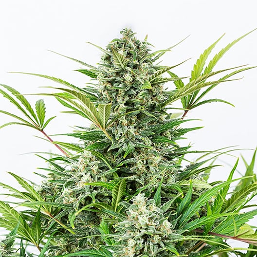 Blue Zombie Auto Seeds
