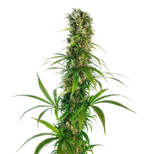 Buckeye Purple Seeds
