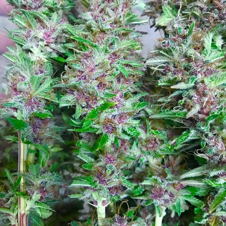 California Orange Auto Seeds