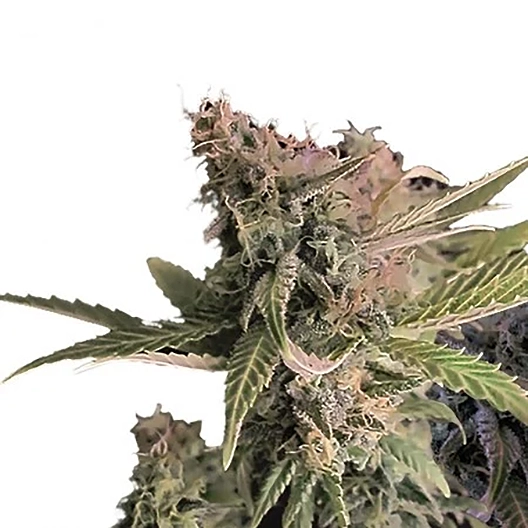 Dark Side of the Moon Auto Seeds