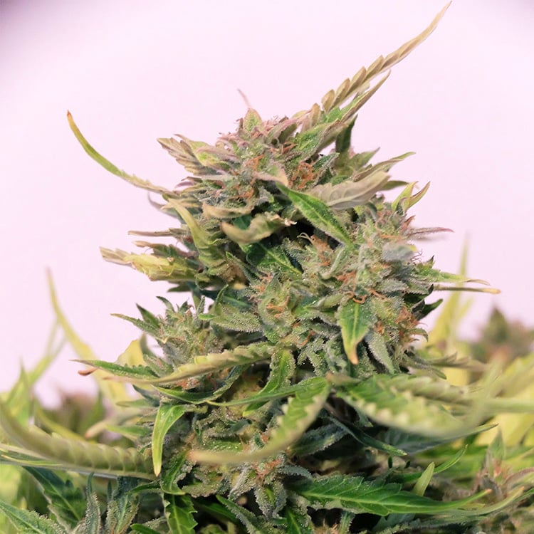 Double Dream Seeds