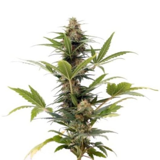 Elmer’s Glue Auto Seeds