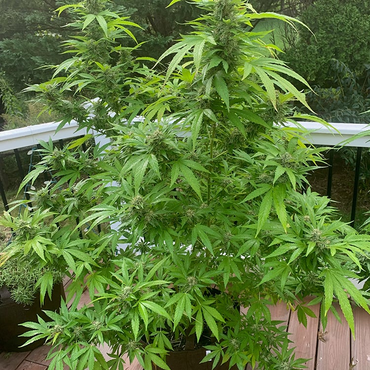 Ewok Seeds