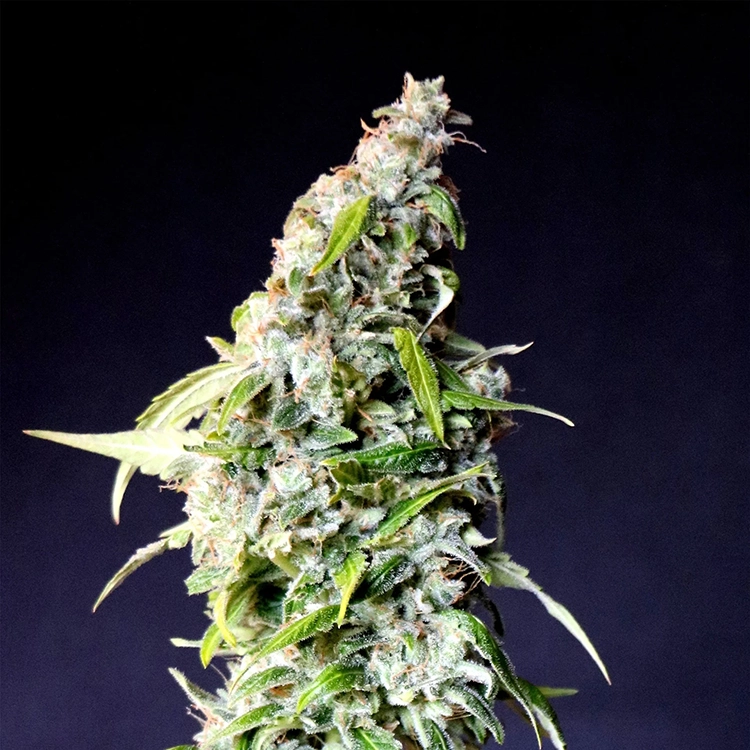 Gelato Seeds