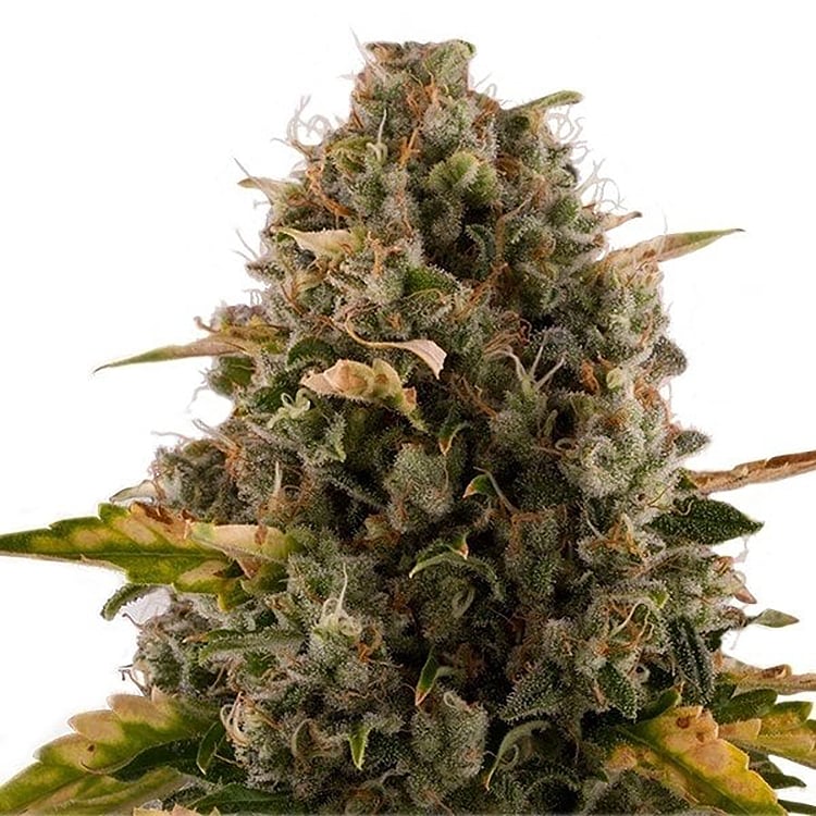 Granddaddy Purple Seeds