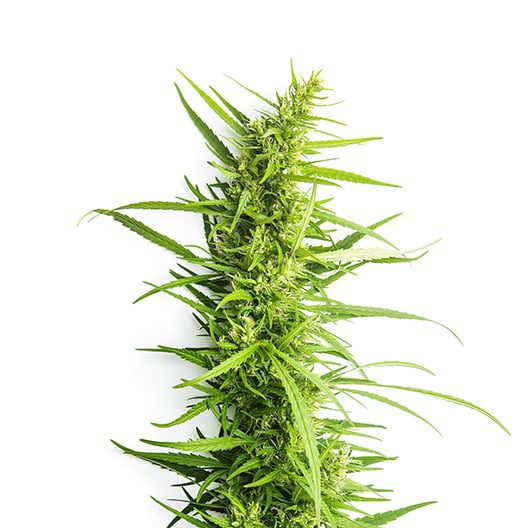 Grape Soda Auto Seeds