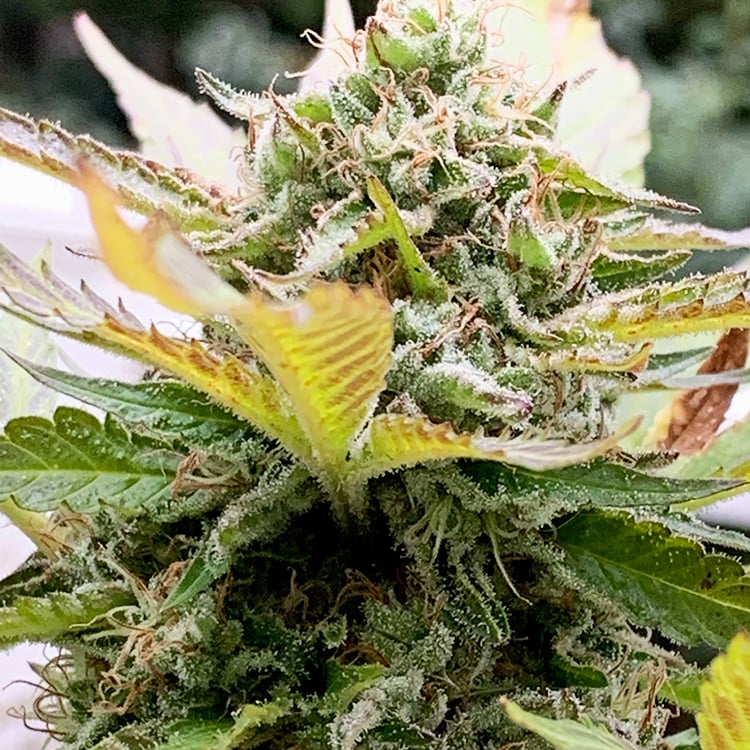 Green Goddess Auto Seeds