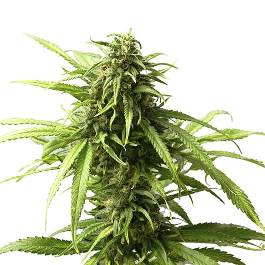 Hash Plant Seeds