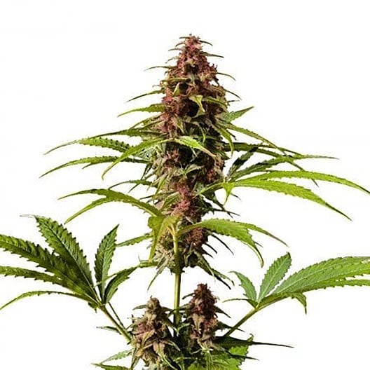 Haze Auto Seeds