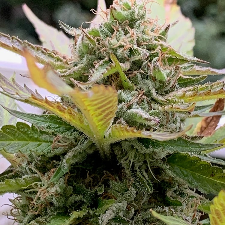 Lemon Haze Auto Seeds