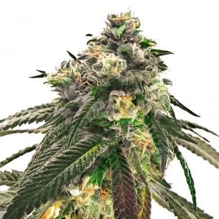 Lowryder Auto Seeds