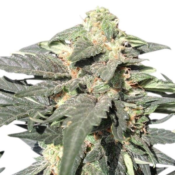 Mango Kush Auto Seeds