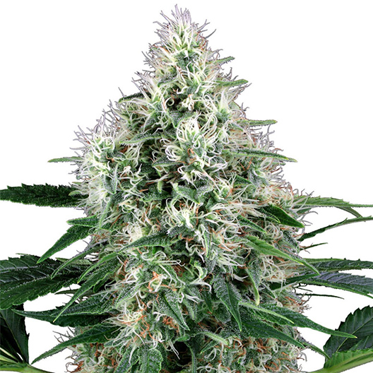 Molokai Frost Seeds