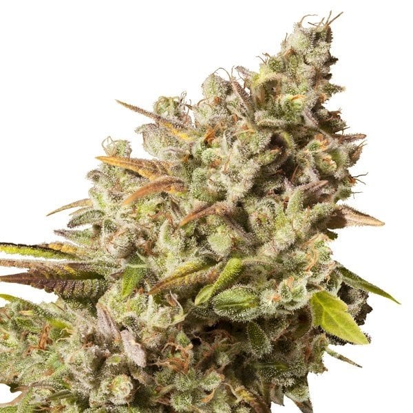 Obama Kush Auto Seeds