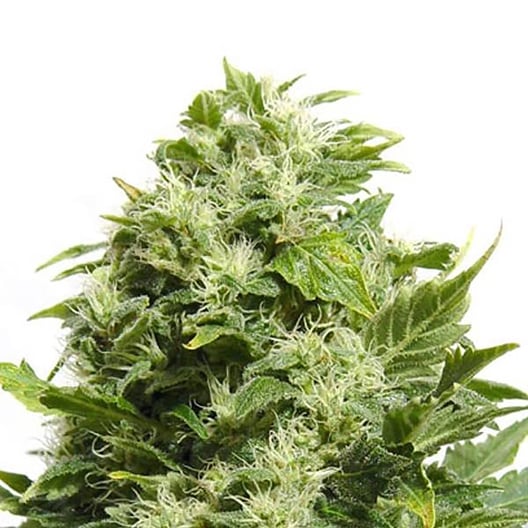 Pink Pez Seeds
