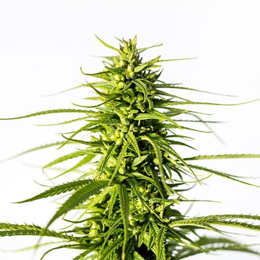 Platinum Bubba Kush Seeds