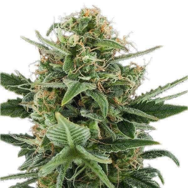 Purple Kush Auto Seeds
