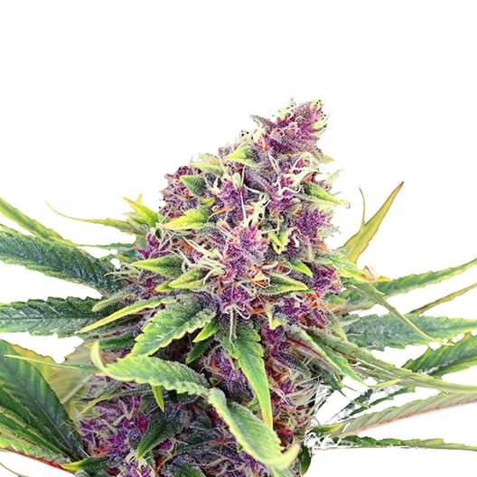 Purple Star Auto Seeds
