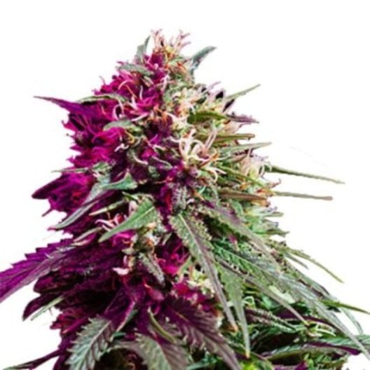 Red Eye OG Auto Seeds
