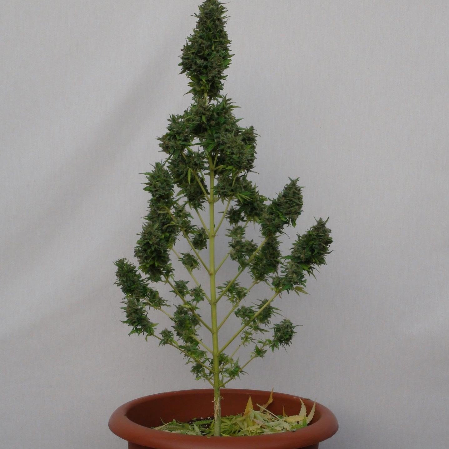 Snoop’s Dream Seeds