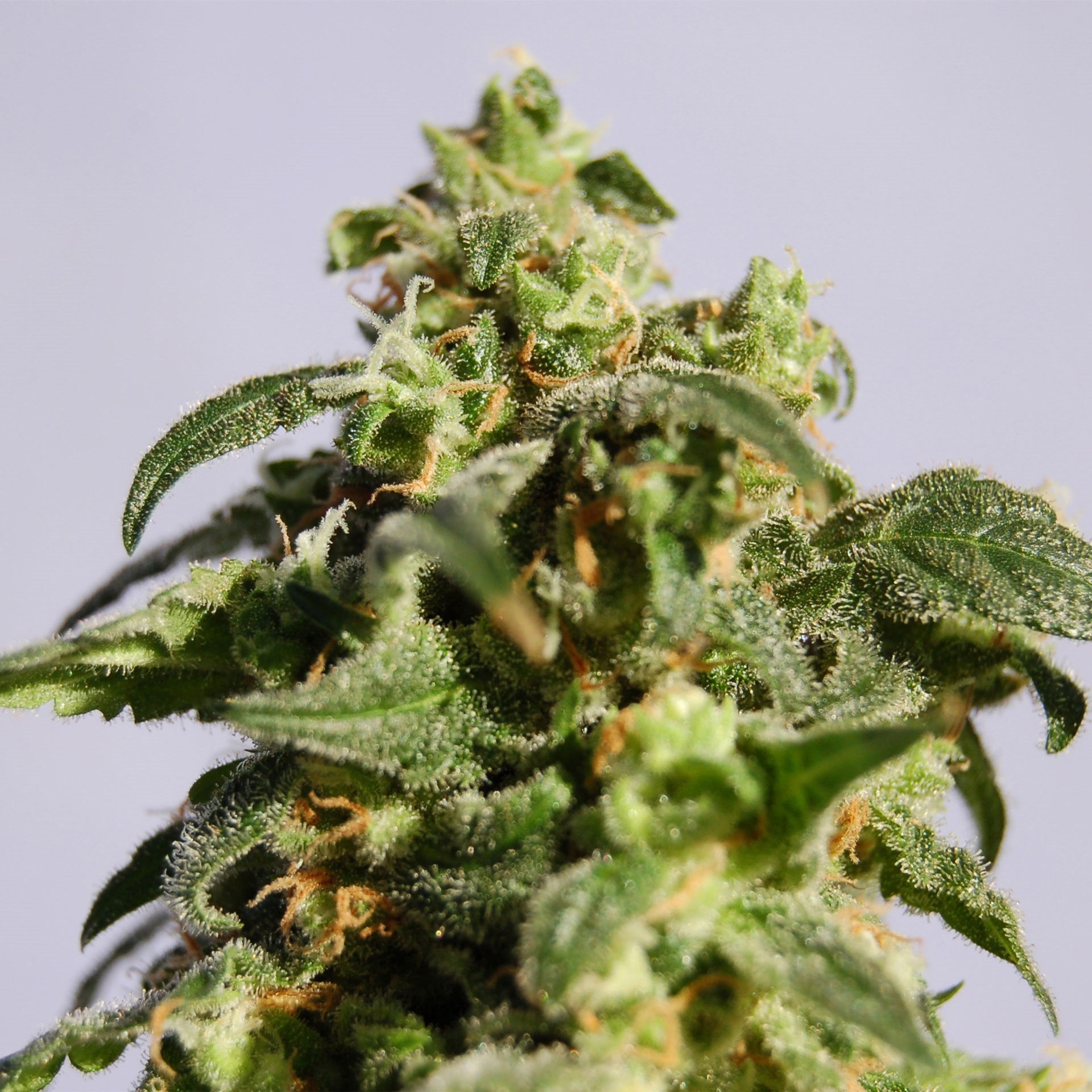 Snowcap Dream Seeds