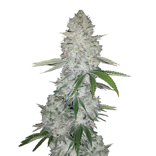 Ace Killer OG Seeds